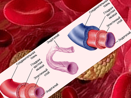 строение кровеносных сосудов