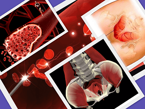 кровеносные сосуды и мышцы тазового дна